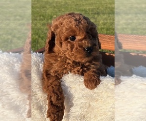 Goldendoodle (Miniature) Puppy for sale in HULL, IA, USA