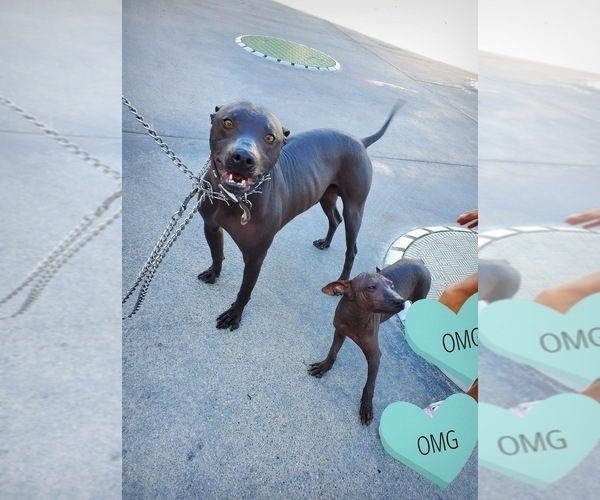 Medium Photo #1 Xoloitzcuintli (Mexican Hairless) Puppy For Sale in BAKERSFIELD, CA, USA