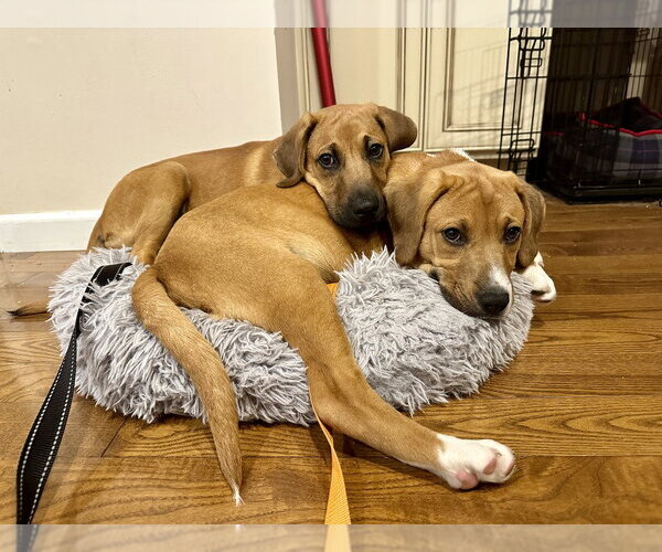 Medium Photo #2 Coonhound-Labrador Retriever Mix Puppy For Sale in Springdale, PA, USA