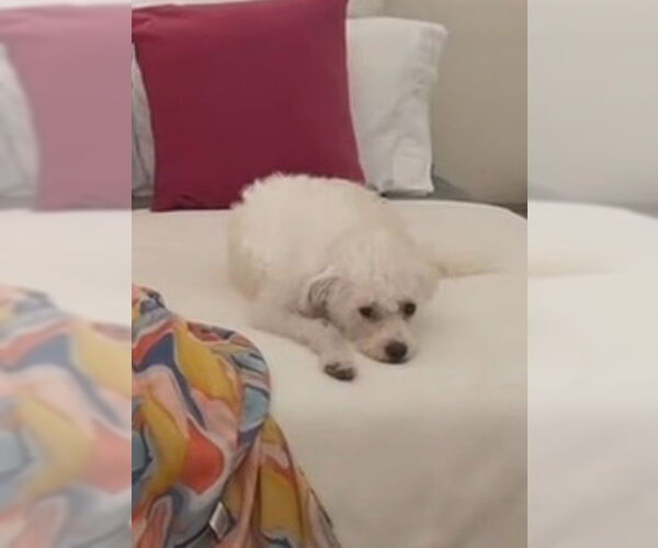 Medium Photo #2 Poodle (Miniature)-Unknown Mix Puppy For Sale in Escondido, CA, USA