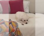 Small #1 Poodle (Miniature) Mix
