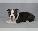 Small #1 Boston Terrier