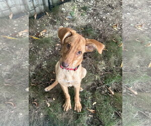 Dobby - Female Golden Labrador Dog for Adoption - Photo #2