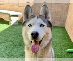 CONRAD - Male Siberian Husky-Unknown Mix Dog for Adoption - Small photo