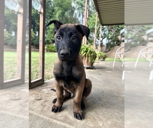 Belgian Malinois Puppy for sale in LOS ANGELES, CA, USA