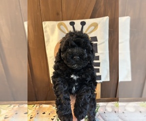 Poodle (Miniature) Puppy for sale in WASHINGTON COURT HOUSE, OH, USA