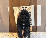 Image preview for Ad Listing. Nickname: Litter of 6