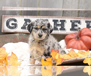 Labradoodle-Labrador Retriever Mix Puppy for sale in FREDERICKSBG, OH, USA