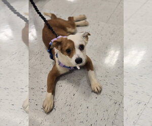Australian Shepherd-Unknown Mix Dogs for adoption in Minneapolis, MN, USA