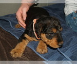 Small Photo #36 Airedale Terrier Puppy For Sale in CHARLESTOWN, IN, USA