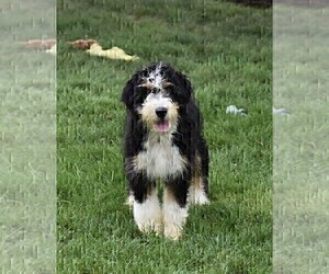 Father of the Bernedoodle puppies born on 04/08/2025