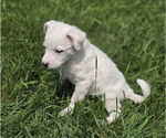 Small #3 Golden Retriever Mix