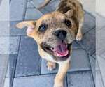 Small #1 Australian Shepherd-Catahoula Leopard Dog Mix