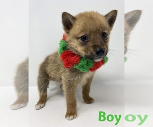 Finnish Spitz-Shiba Inu Mix Puppy for sale in MONCLOVA, OH, USA