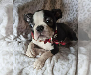 Boston Terrier Puppy for sale in BERRIEN SPRGS, MI, USA