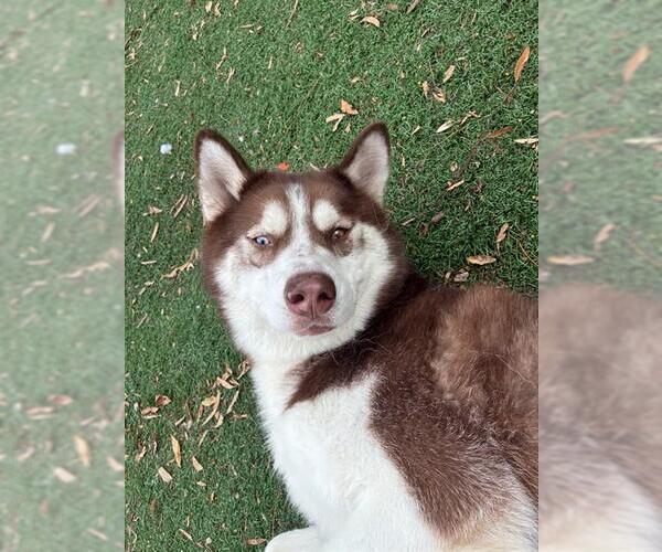 Medium Photo #2 Siberian Husky Puppy For Sale in Fremont, CA, USA