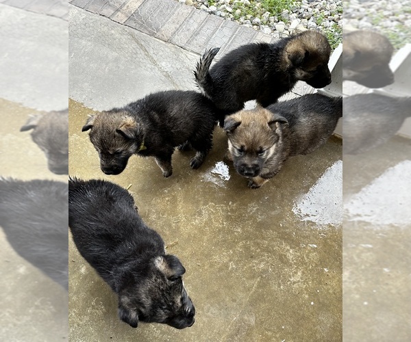 Medium Photo #5 Gerberian Shepsky Puppy For Sale in SCOTTSVILLE, KY, USA