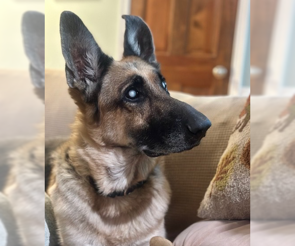 Medium Photo #1 Mutt Puppy For Sale in Raleigh, NC, USA