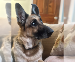 Mutt Dogs for adoption in Raleigh, NC, USA