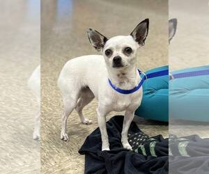 Chihuahua Dogs for adoption in Staley, NC, USA