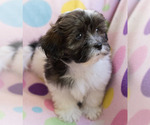 Small Photo #4 Shih-Poo Puppy For Sale in BAY VIEW, WI, USA