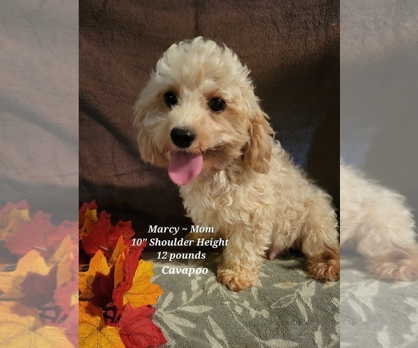 Medium Photo #5 Cavapoo Puppy For Sale in COLBY, WI, USA