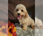 Small Photo #5 Cavapoo Puppy For Sale in COLBY, WI, USA