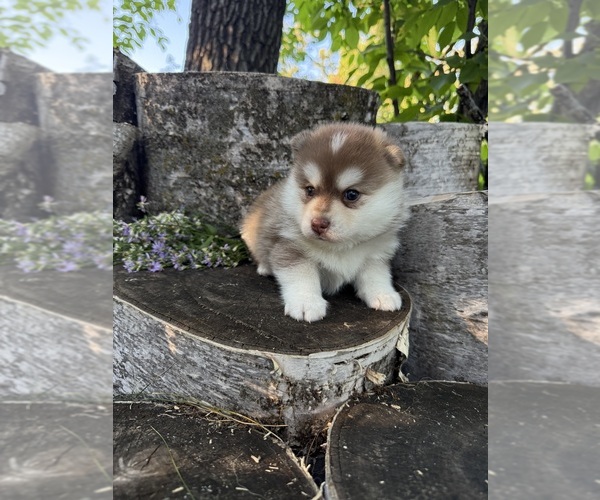Medium Photo #1 Pomsky Puppy For Sale in STAPLES, MN, USA