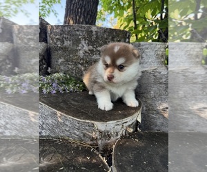 Pomsky Puppy for sale in STAPLES, MN, USA