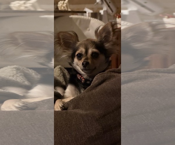 Medium Photo #4 Chihuahua-Unknown Mix Puppy For Sale in Dallas, TX, USA