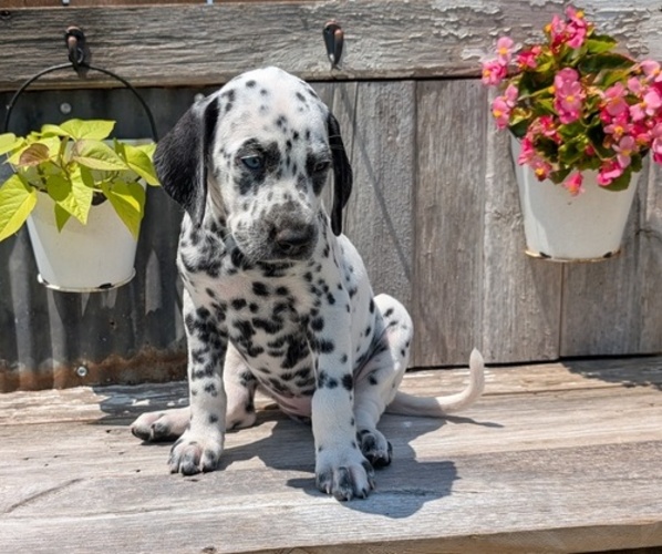 Medium Photo #18 Dalmatian Puppy For Sale in GOSHEN, IN, USA