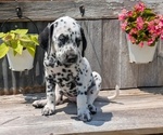 Small Photo #18 Dalmatian Puppy For Sale in GOSHEN, IN, USA