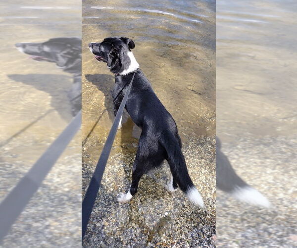 Medium Photo #5 Border Collie-Unknown Mix Puppy For Sale in Hot Springs Village, AR, USA