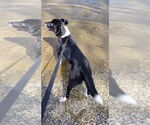 Small #4 Border Collie Mix