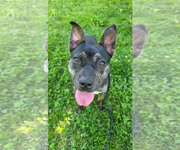 Medium Photo #5 American Staffordshire Terrier-Unknown Mix Puppy For Sale in Rockaway, NJ, USA