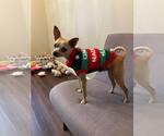 Small #6 Chihuahua Mix
