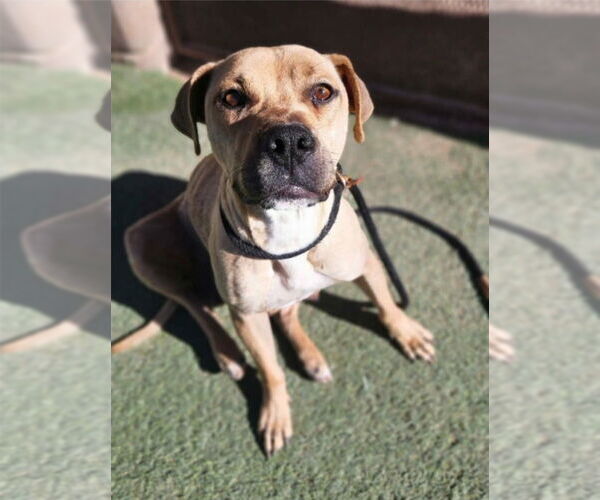 Medium Photo #3 Mutt Puppy For Sale in Lakewood, CO, USA