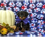 Small Photo #3 YorkiePoo Puppy For Sale in KIRKWOOD, PA, USA