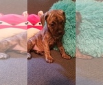 Puppy 1 Bullmastiff-Bullypit Mix