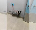 Small Mutt