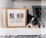 Small #4 Bernese Mountain Dog-Poodle (Miniature) Mix