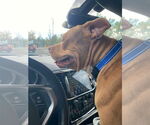 Small #3 American Pit Bull Terrier Mix