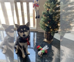 Alaskan Klee Kai Dog for Adoption in MOORESVILLE, North Carolina USA