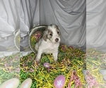 Small Photo #3 Goldendoodle Puppy For Sale in VERO BEACH, FL, USA