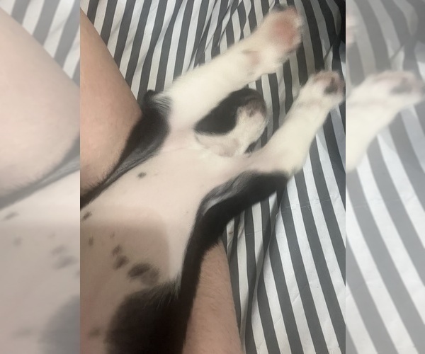 Medium Photo #5 Boston Terrier Puppy For Sale in BURLINGTON TOWNSHIP, NJ, USA