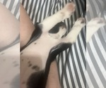 Small #4 Boston Terrier