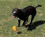 BEVO - Male Mutt Dog for Adoption - Small photo