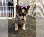 Small Photo #23 Alaskan Klee Kai Puppy For Sale in WINCHESTER, OH, USA