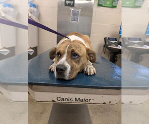 Labrador Retriever-Unknown Mix Dogs for adoption in Mobile, AL, USA