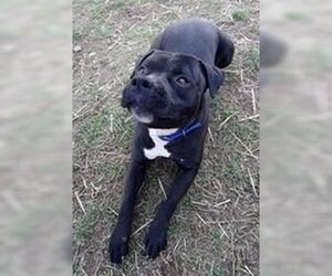 Deitz - Male Bulloxer Dog for Adoption - Photo #5